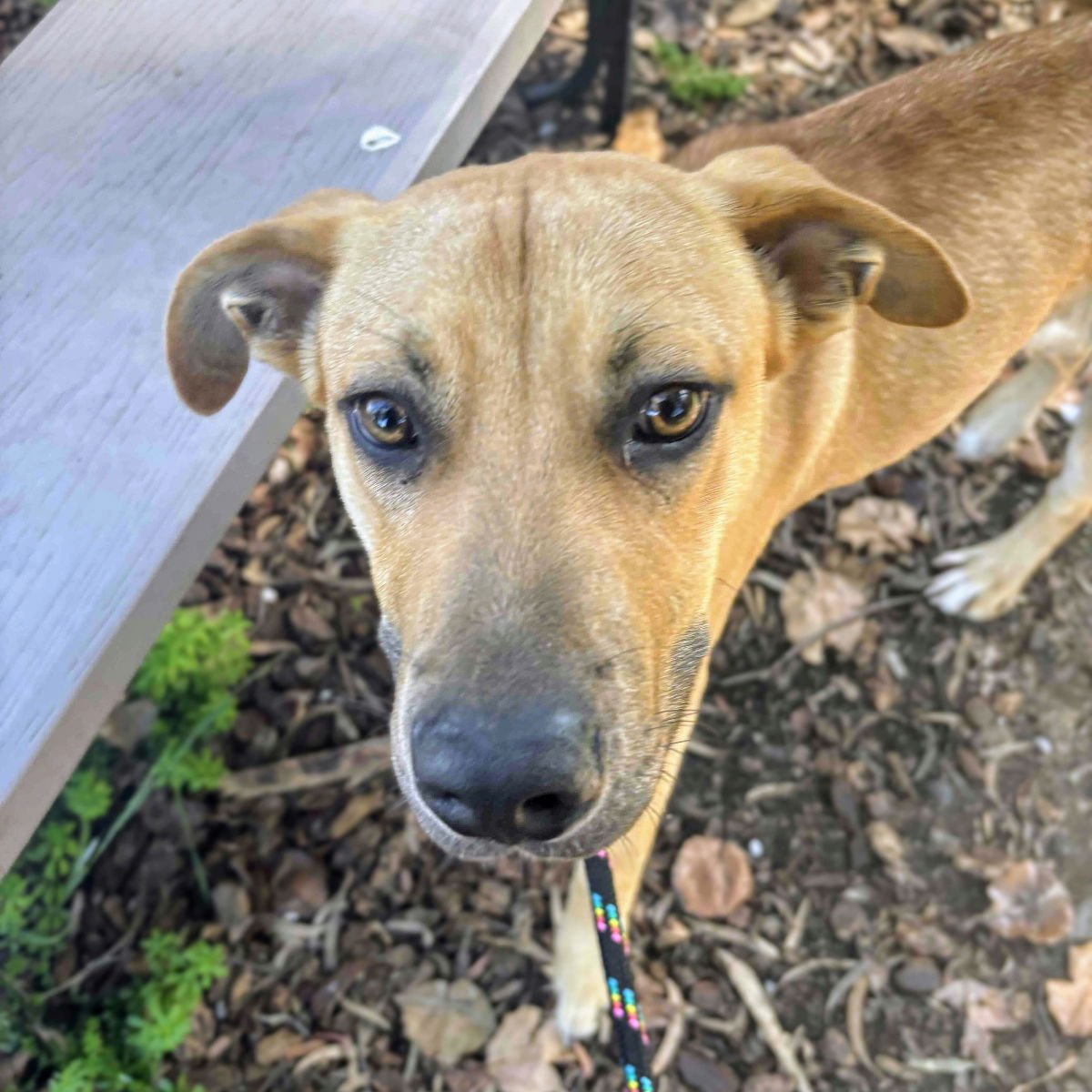ORO - American Pit Bull Terrier available for adoption