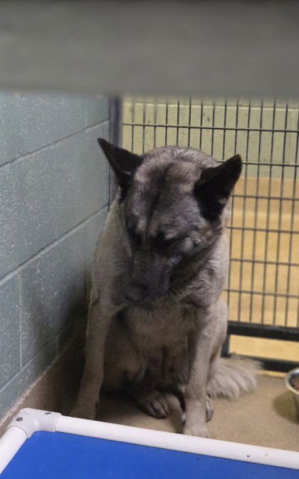 CLOUD - German Shepherd Dog available for adoption