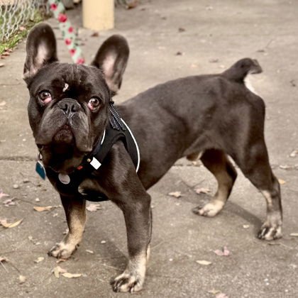 MARASCHINO - French Bulldog available for adoption