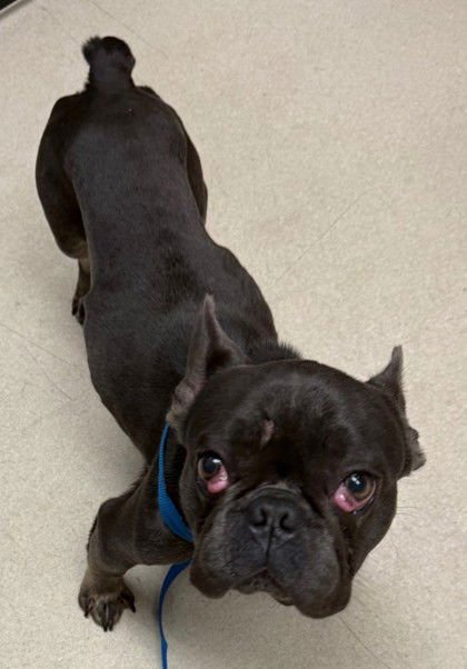 Maraschino - Photo 3