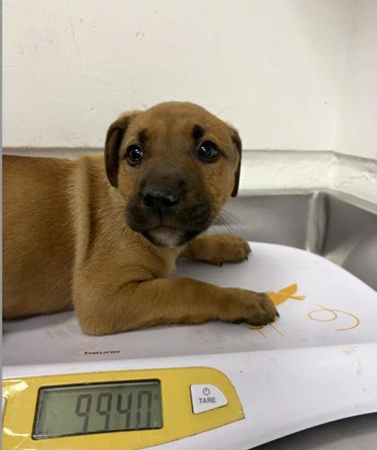 CAPTAIN AMERICA - Unknown available for adoption