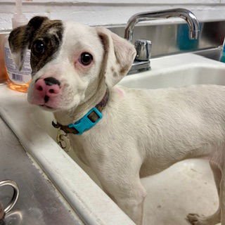 DOTTIE - Unknown available for adoption