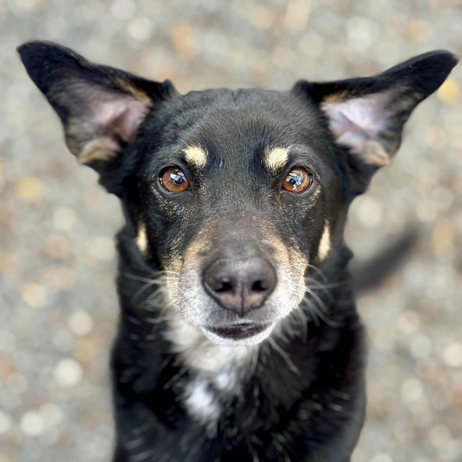 NOHEA - Chihuahua available for adoption