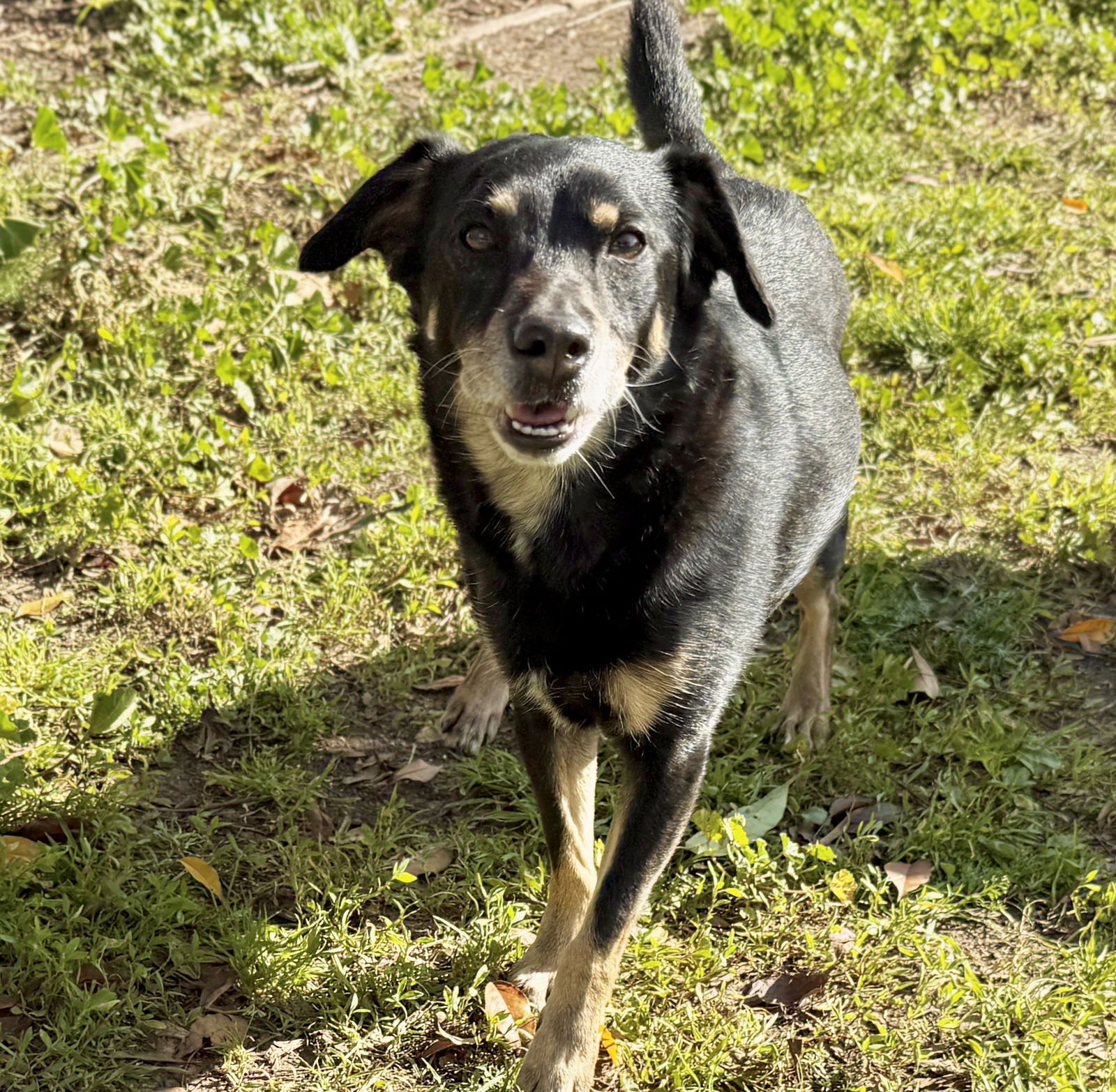 NOHEA - Chihuahua available for adoption