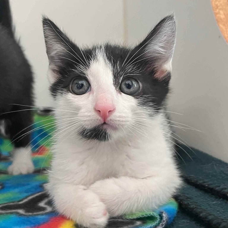 Cream (bonded w/ Cookie) Image