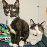 Cream (bonded w/ Cookie) - Photo 4