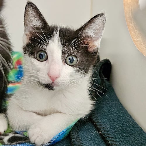 CREAM (BONDED W/ COOKIE) - Domestic Short Hair available for adoption