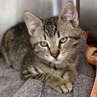 Loki (bonded w/ Thor) - Photo 2