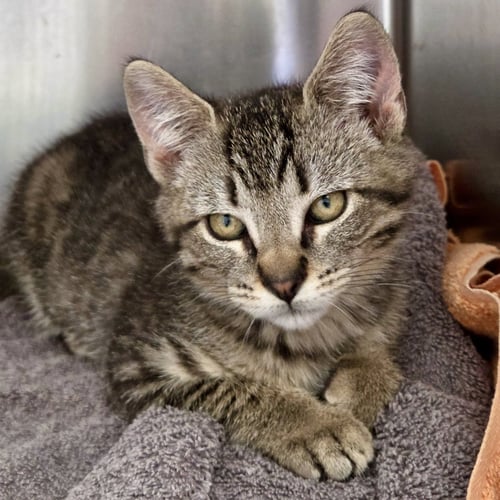 LOKI (BONDED W/ THOR) - Domestic Short Hair available for adoption
