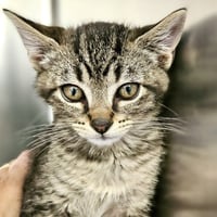 Loki (bonded w/ Thor) - Photo 7