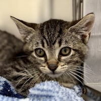 Loki (bonded w/ Thor) - Photo 8