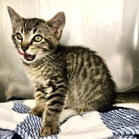 Loki (bonded w/ Thor) - Photo 6