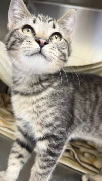 Loki (bonded w/ Thor) - Photo 3