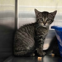 Loki (bonded w/ Thor) - Photo 9