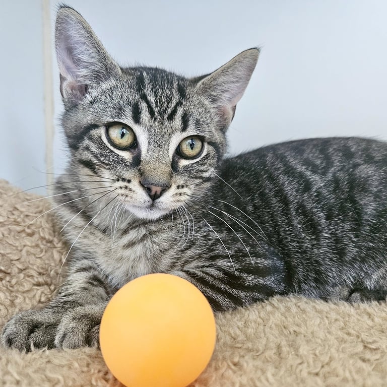 Loki (bonded w/ Thor) Image