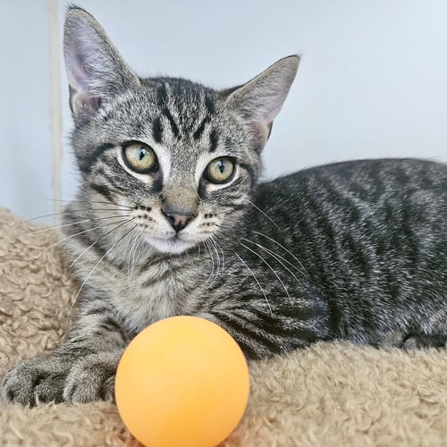 LOKI (BONDED W/ THOR) - Domestic Short Hair available for adoption