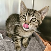 Loki (bonded w/ Thor) - Photo 5