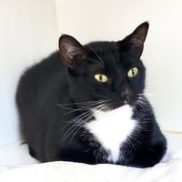El Felino (bonded w/Red Rooster) - Photo 1