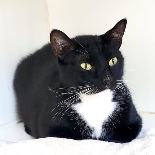 EL FELINO (BONDED W/RED ROOSTER) - Domestic Short Hair available for adoption