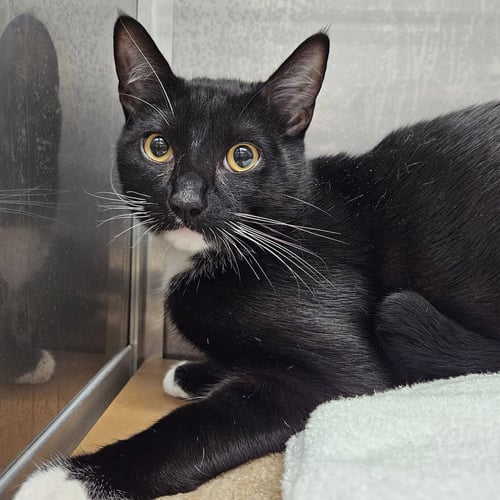 EL FELINO (BONDED W/RED ROOSTER) - Domestic Short Hair available for adoption