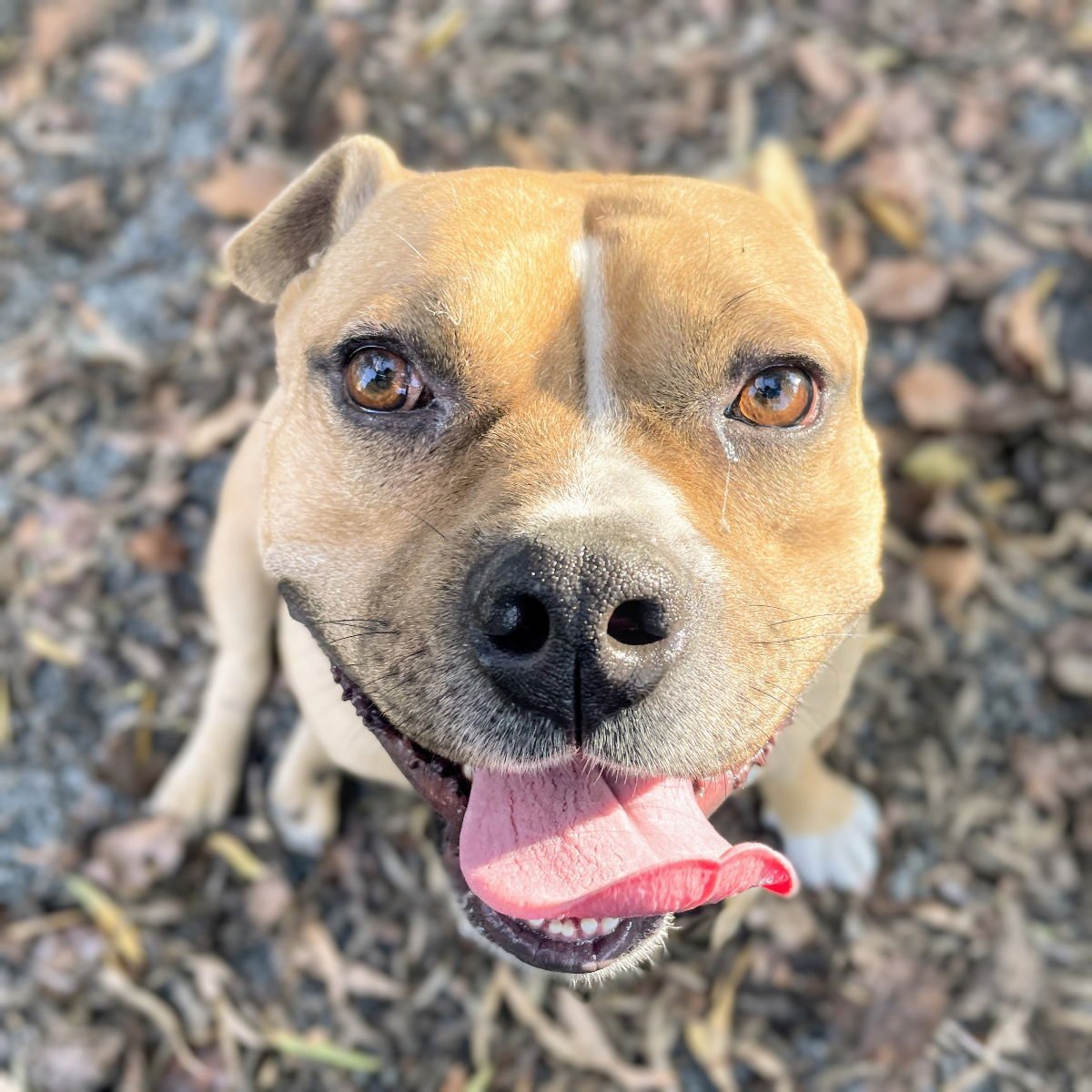 CANOE - Pit Bull Terrier available for adoption