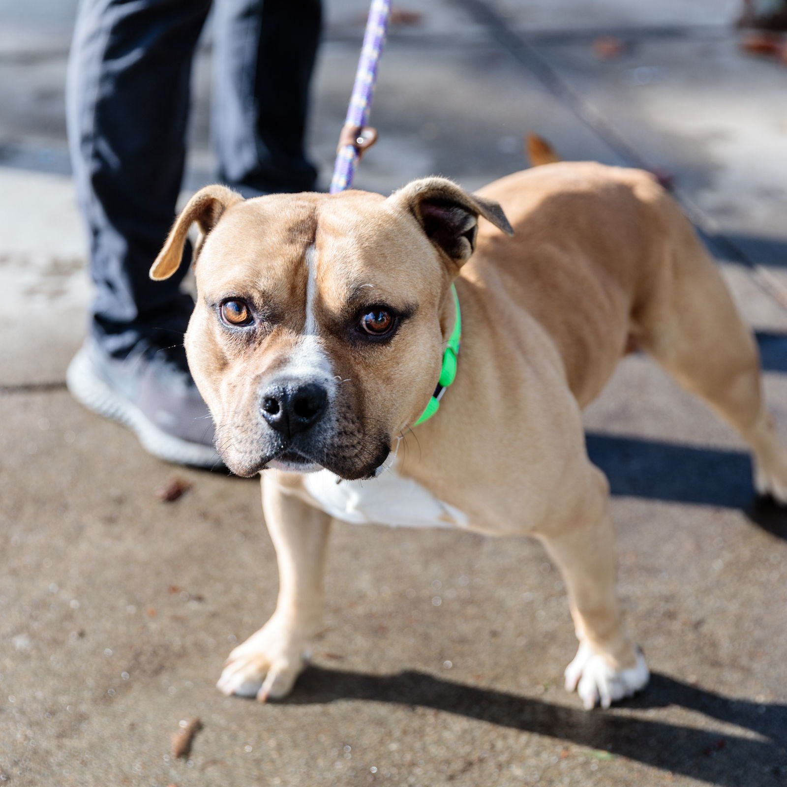 CANOE - Pit Bull Terrier available for adoption