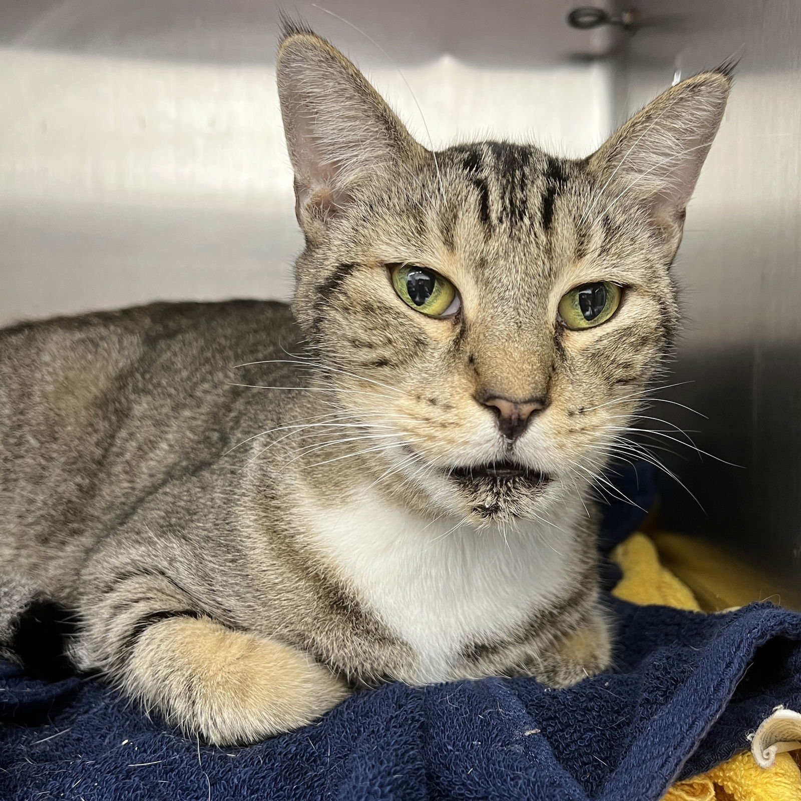 BOSIE - Domestic Short Hair available for adoption