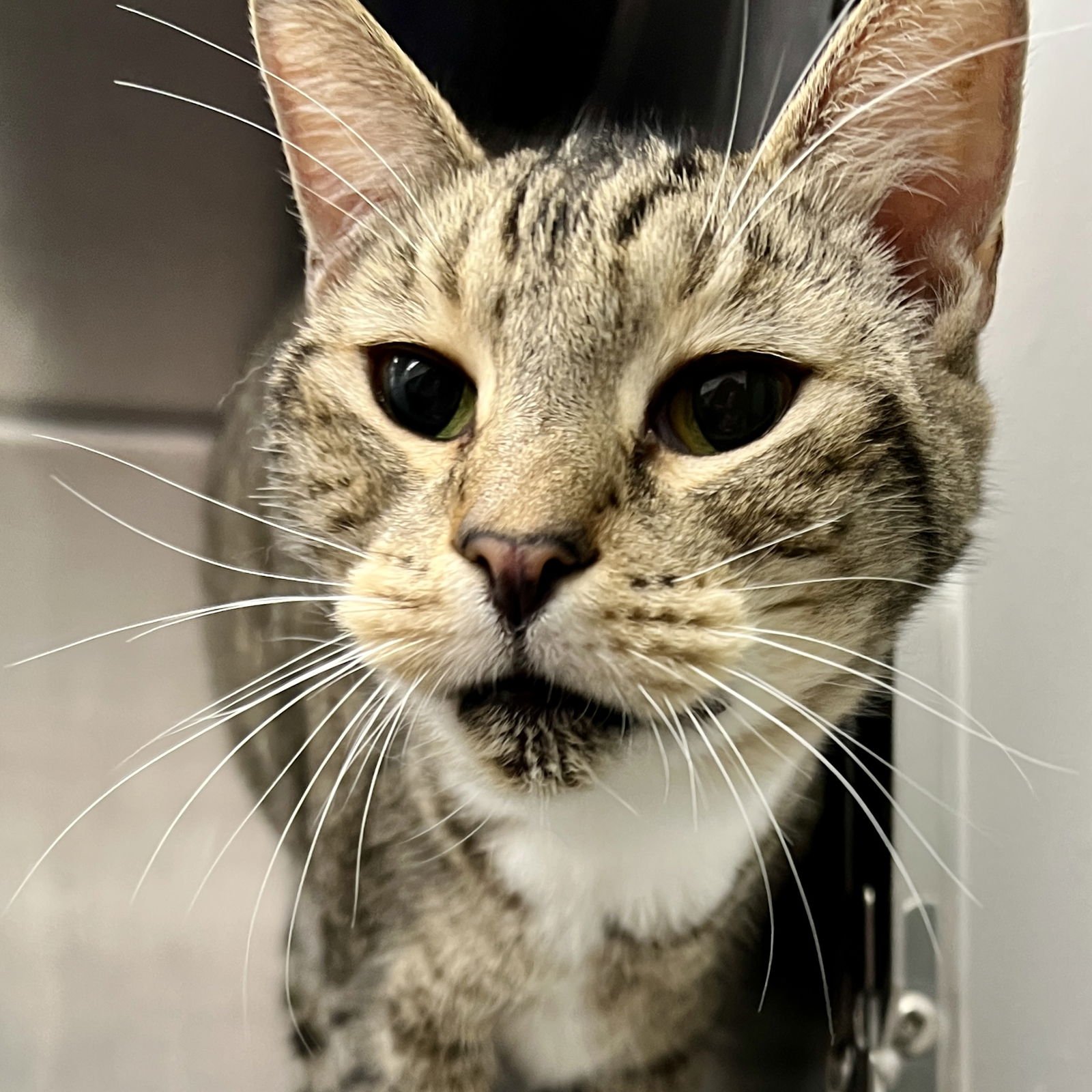 BOSIE - Domestic Short Hair available for adoption