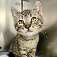 Thor (bonded w/ Loki) - Photo 6