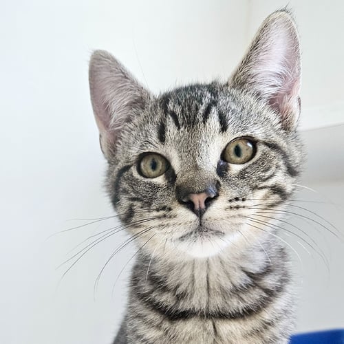 THOR (BONDED W/ LOKI) - Domestic Short Hair available for adoption