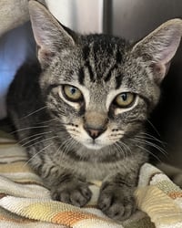 Thor (bonded w/ Loki) - Photo 3