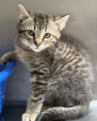 Thor (bonded w/ Loki) - Photo 8