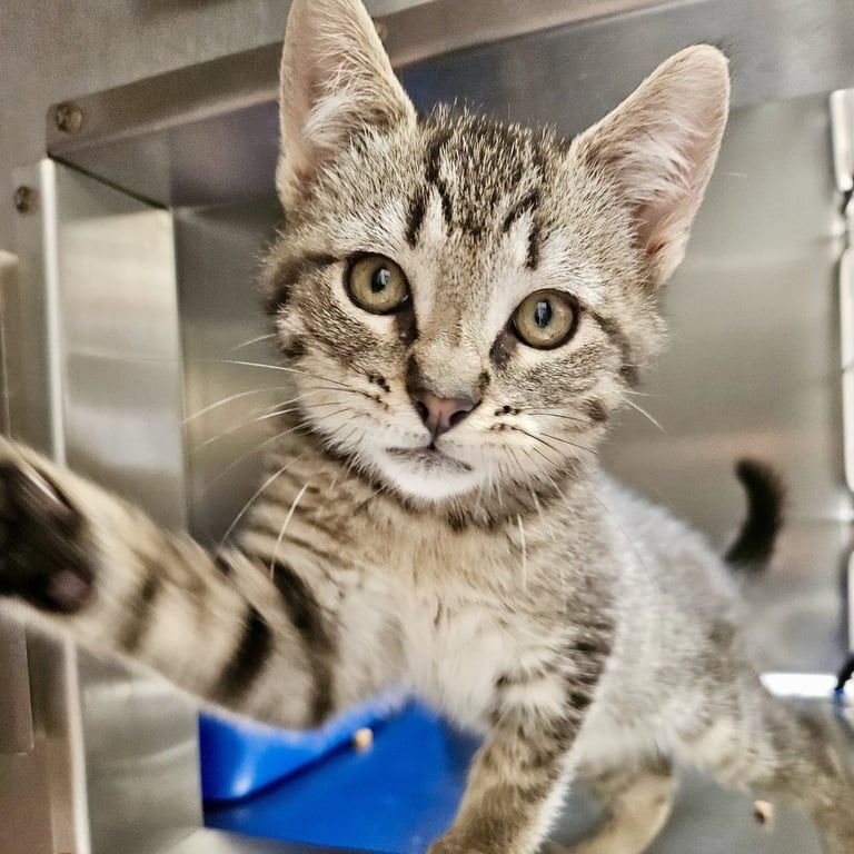 Thor (bonded w/ Loki) Image