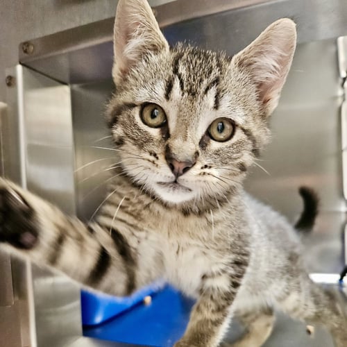THOR (BONDED W/ LOKI) - Domestic Short Hair available for adoption