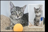 Thor (bonded w/ Loki) - Photo 10