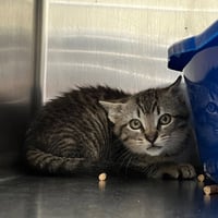 Thor (bonded w/ Loki) - Photo 9