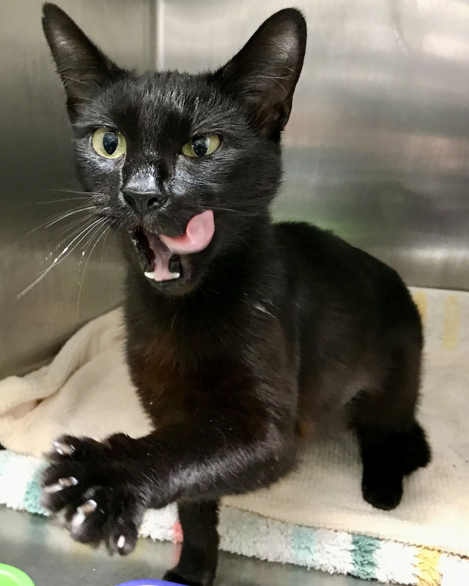 FLOW - Domestic Short Hair available for adoption