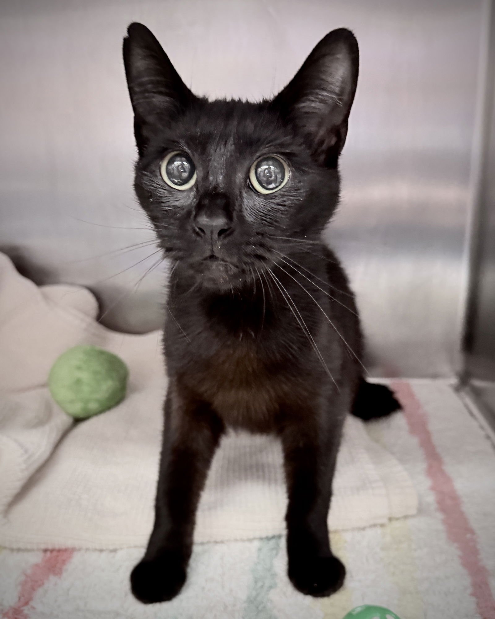 FLOW - Domestic Short Hair available for adoption