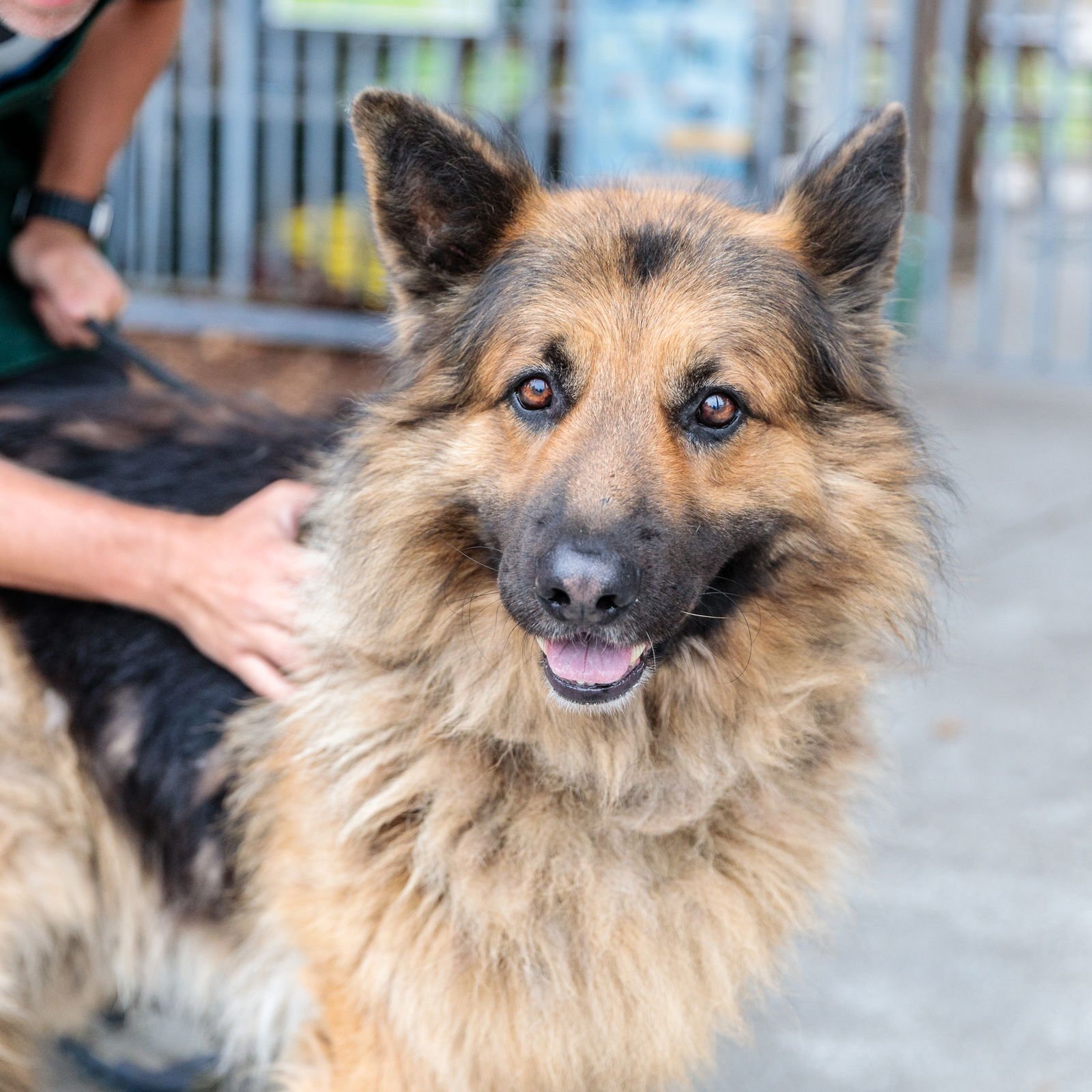 BUDDY - German Shepherd Dog available for adoption