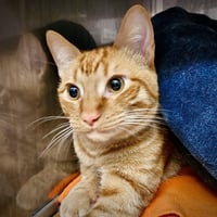 Red Rooster (bonded w/El Felino) - Photo 5