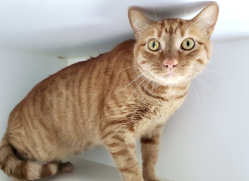 RED ROOSTER (BONDED W/EL FELINO) - Domestic Short Hair available for adoption