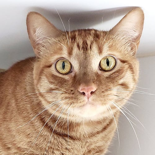 RED ROOSTER (BONDED W/EL FELINO) - Domestic Short Hair available for adoption