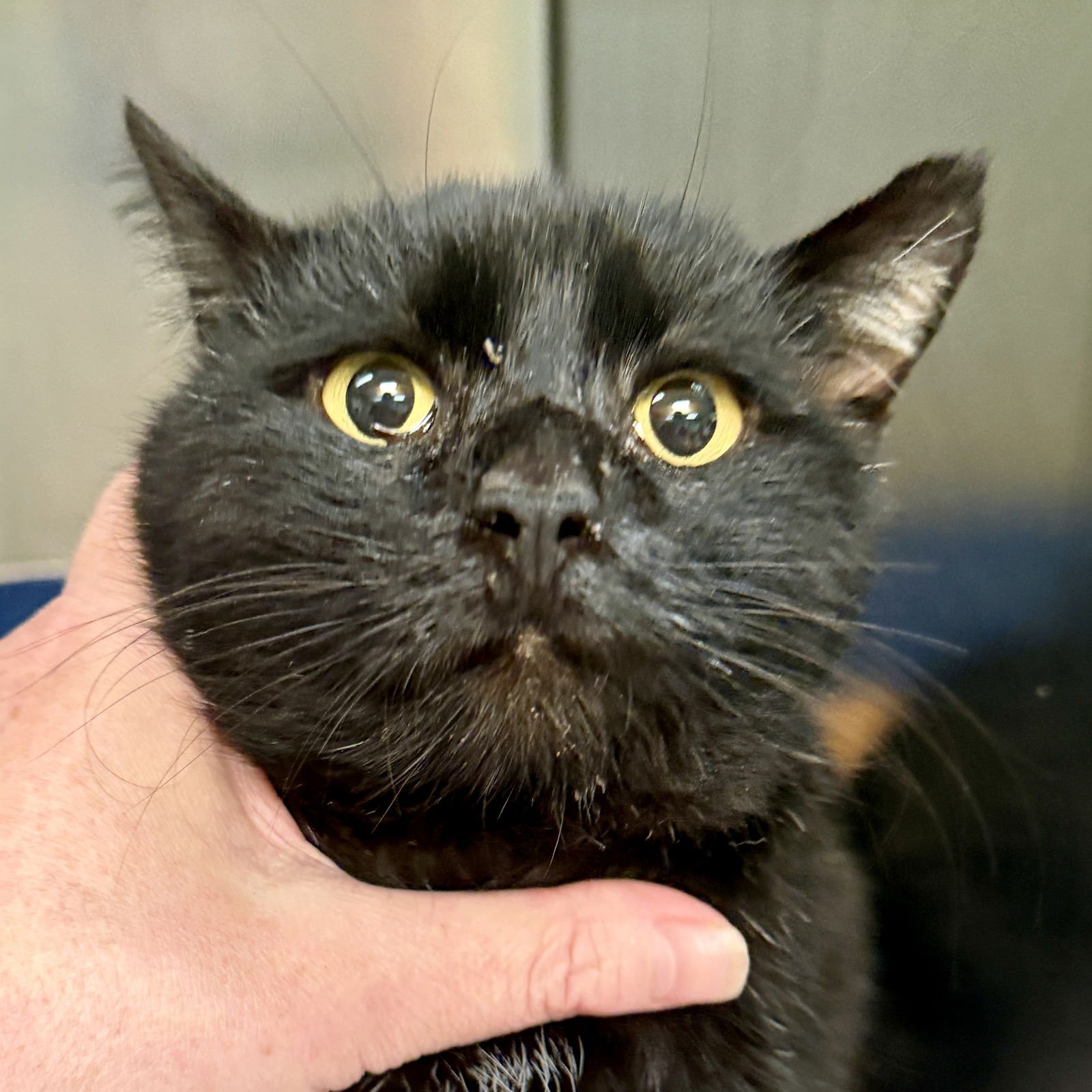 INKY - Domestic Short Hair available for adoption