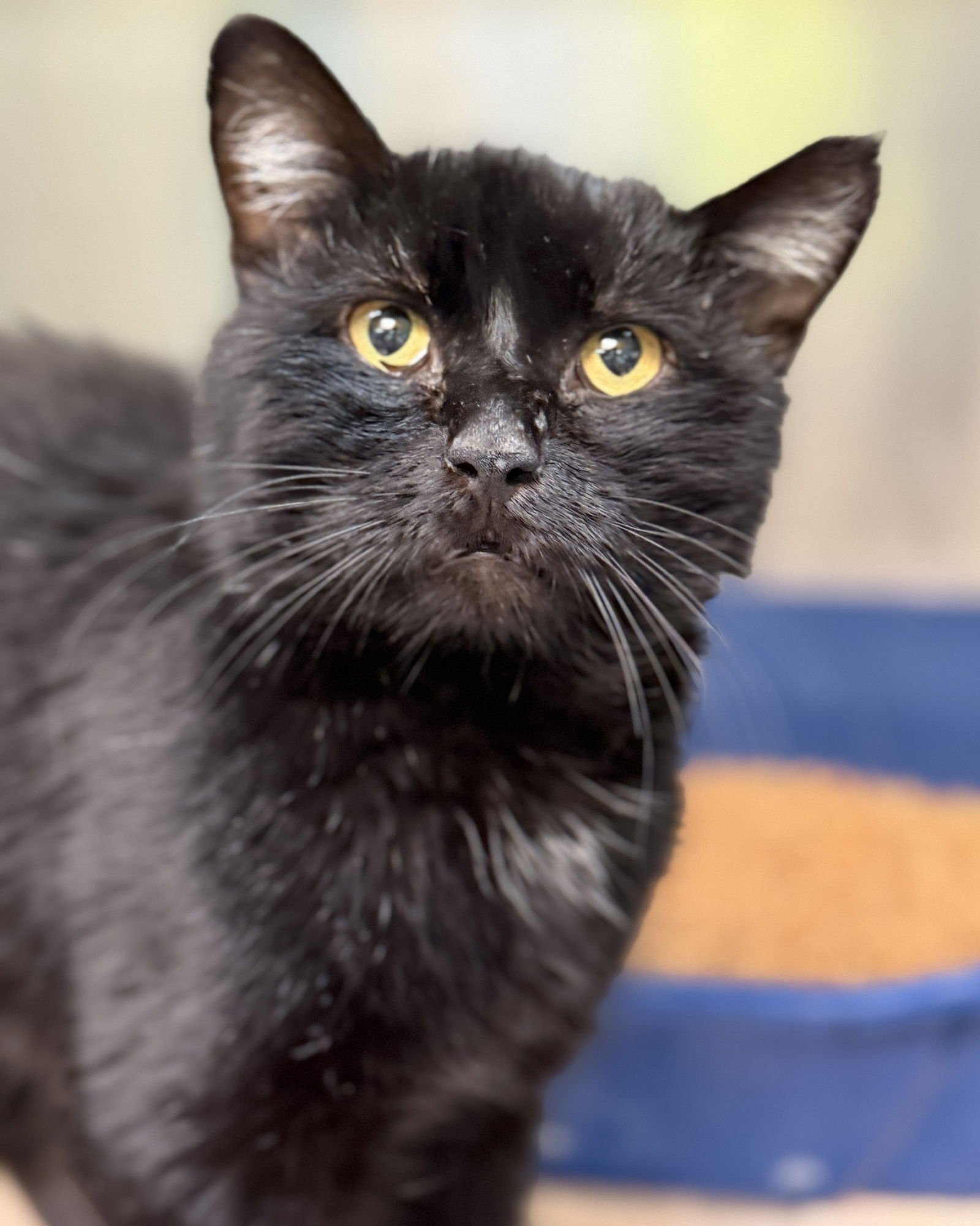 INKY - Domestic Short Hair available for adoption