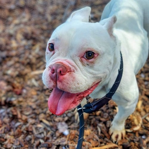 VALJEAN - French Bulldog available for adoption
