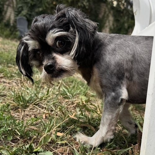 BRUNO SOFTBALL - Maltese available for adoption