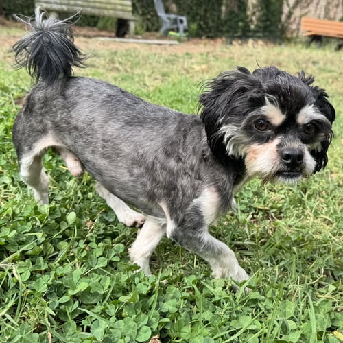 BRUNO SOFTBALL - Maltese available for adoption