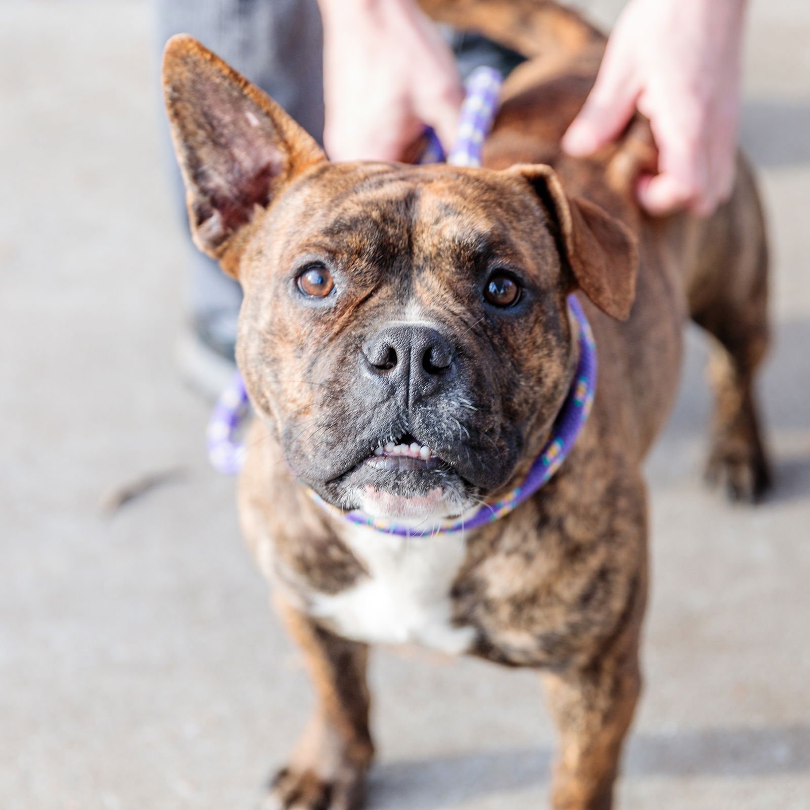 BAOBAB - Pit Bull Terrier available for adoption