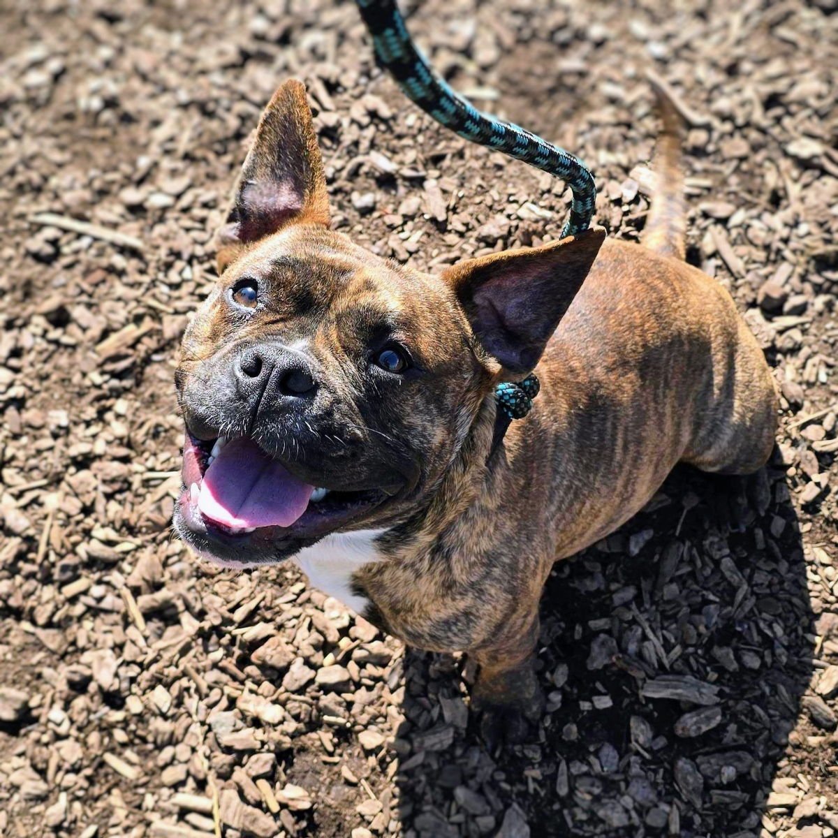 BAOBAB - Pit Bull Terrier available for adoption