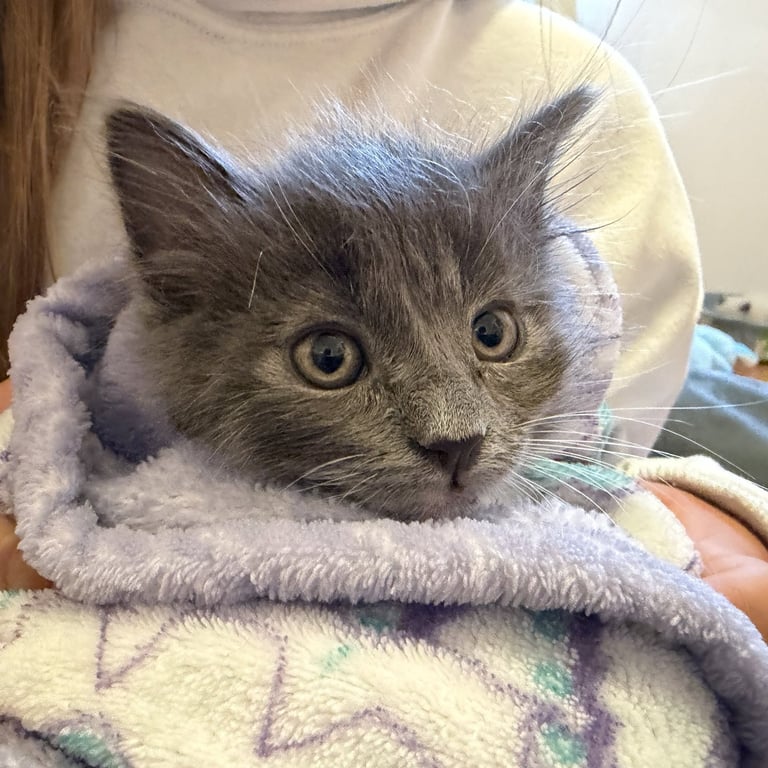 Blossom (bonded w/ Buttercup) Image